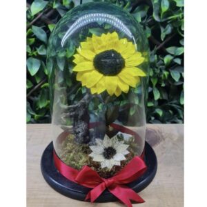 Girasol mediano eterno