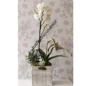 Orquidea phaleanopsis blanca