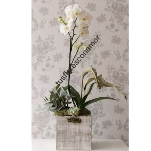 Orquidea phaleanopsis blanca