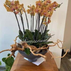 Jardin de orquideas amarillas 2.