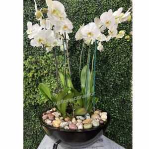 Jardin de orquideas